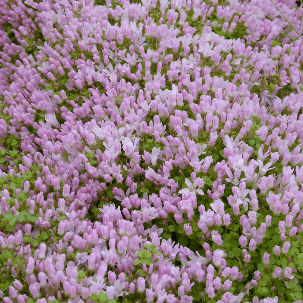 Bog Pimpernel - Anagallis tenella - Perfect Aquatics Ltd