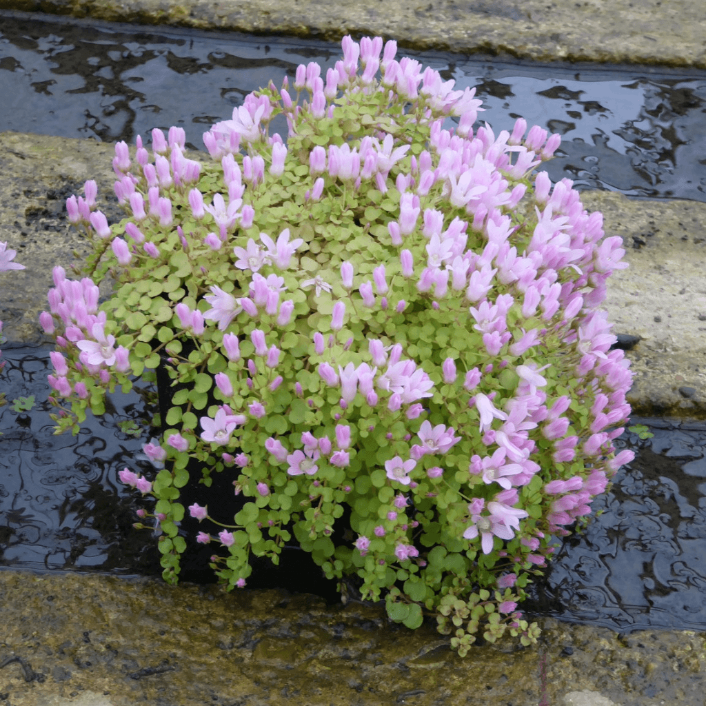 Bog Pimpernel - Anagallis tenella - Perfect Aquatics Ltd