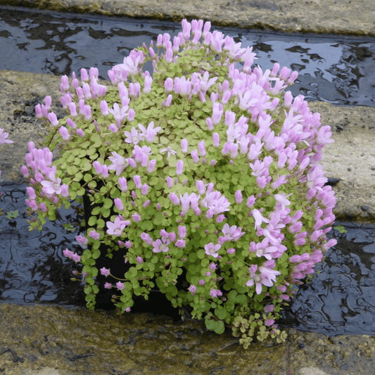Bog Pimpernel - Anagallis tenella - Perfect Aquatics Ltd