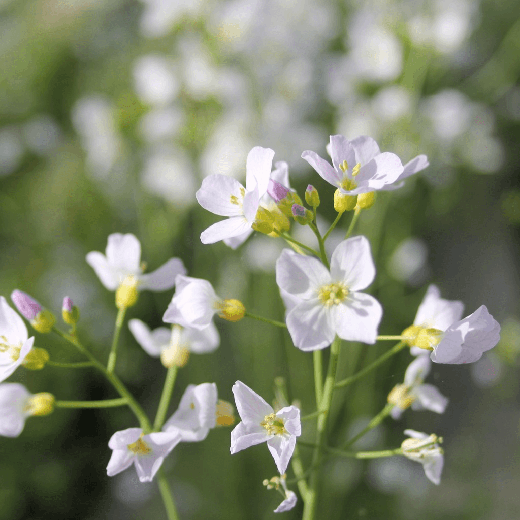 Cuckoo Flower / Lady’s Smock – Cardamine pratensis - Perfect Aquatics Ltd