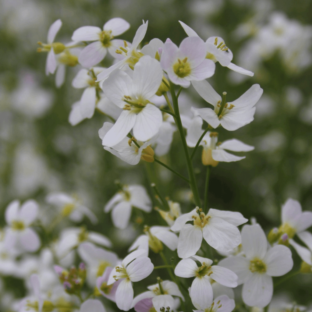Cuckoo Flower / Lady’s Smock – Cardamine pratensis - Perfect Aquatics Ltd