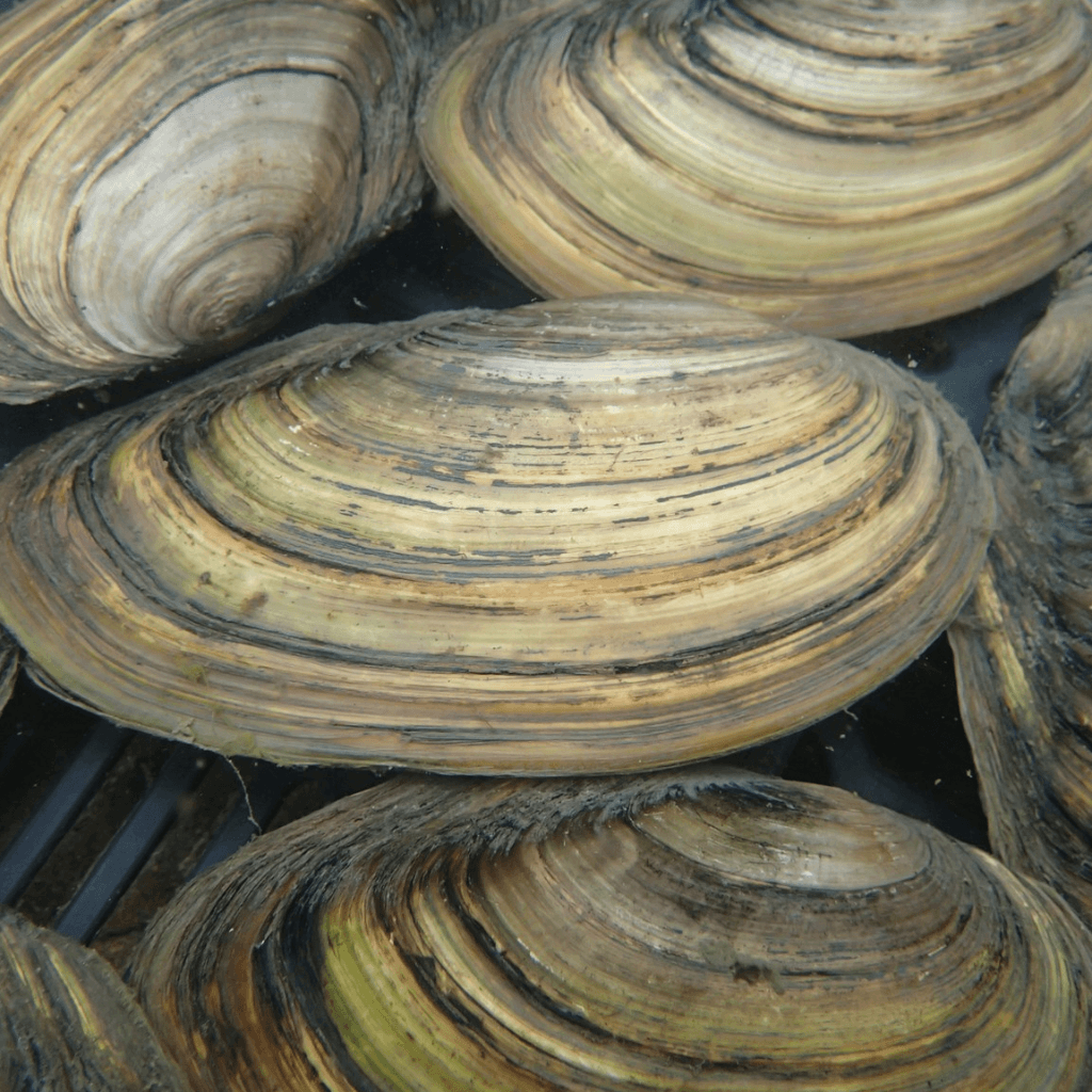 Swan Muscles - Anodonta cygnea - Perfect Aquatics Ltd