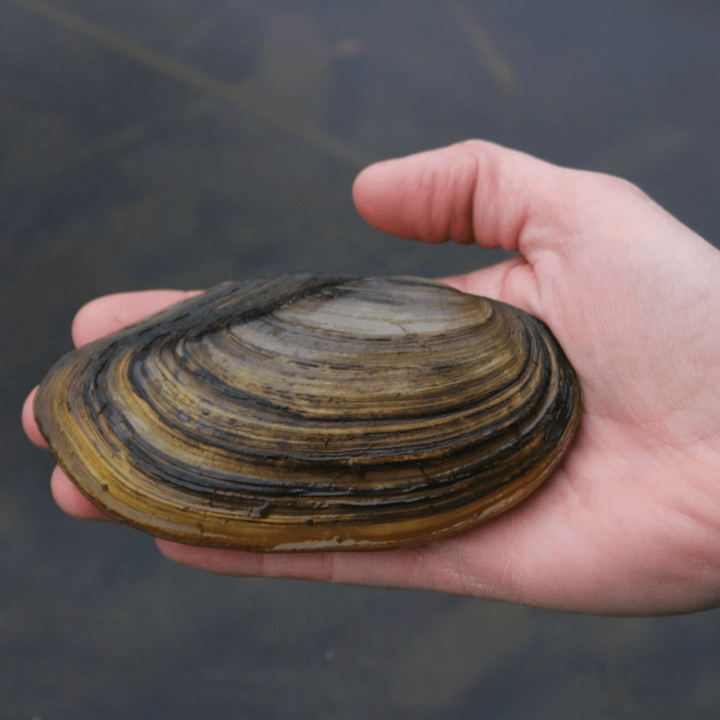 Swan Muscles - Anodonta cygnea - Perfect Aquatics Ltd