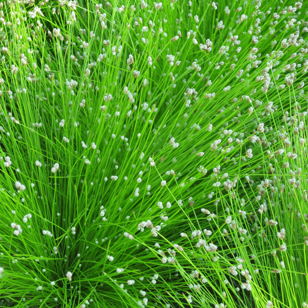 Fibre Optic Plant – Scirpus cernuus - Perfect Aquatics Ltd