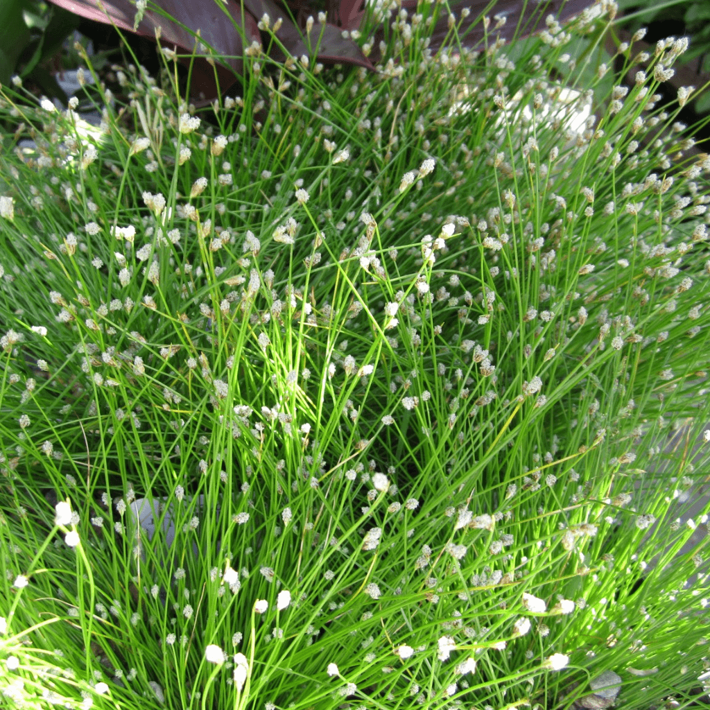 Fibre Optic Plant – Scirpus cernuus - Perfect Aquatics Ltd