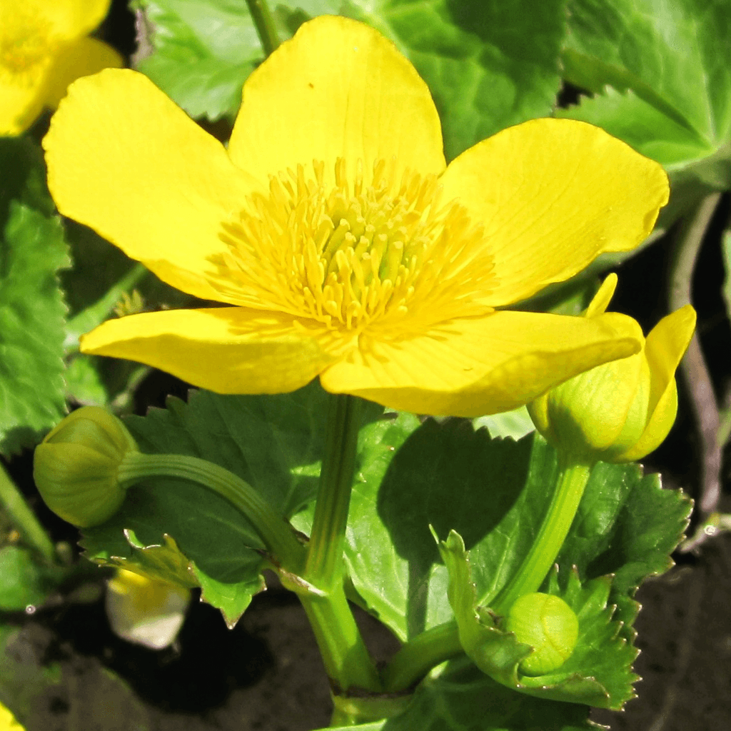 Giant King Cup - Caltha palustris polypetala - Perfect Aquatics Ltd
