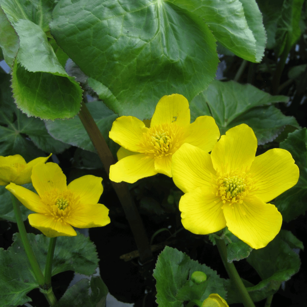 Giant King Cup - Caltha palustris polypetala - Perfect Aquatics Ltd