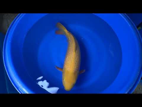 Dainichi - Kin Rin Karashigoi - Yellow Monkey - Yonsai - OPA001