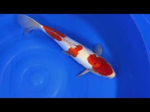 Marushin - Doitsu Kohaku - Nisai - OPA010