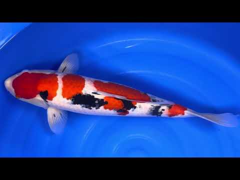 Maruhiro - Sanke - Nisai - OPA009