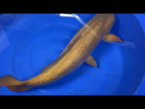 Otsuka - Doitsu Gin Rin Chagoi - Yonsai - OPA008