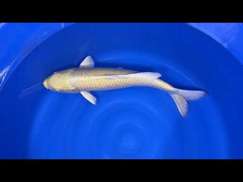 Izumiya - Yamabuki - Nisai - OPA003