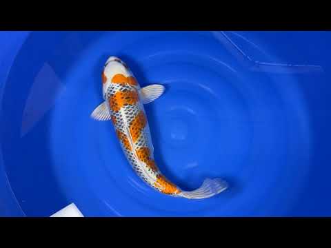 Marushin - Kujaku - Nisai - OPA007