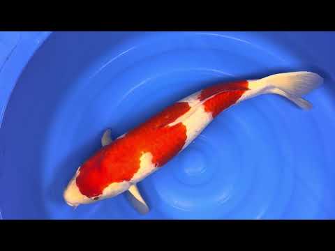 Dainichi Kohaku – Sansai – 68cm – Female – Certified &amp; Microchipped