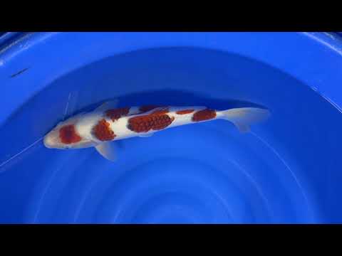 Koda - Goromo - Nisai - OPA006