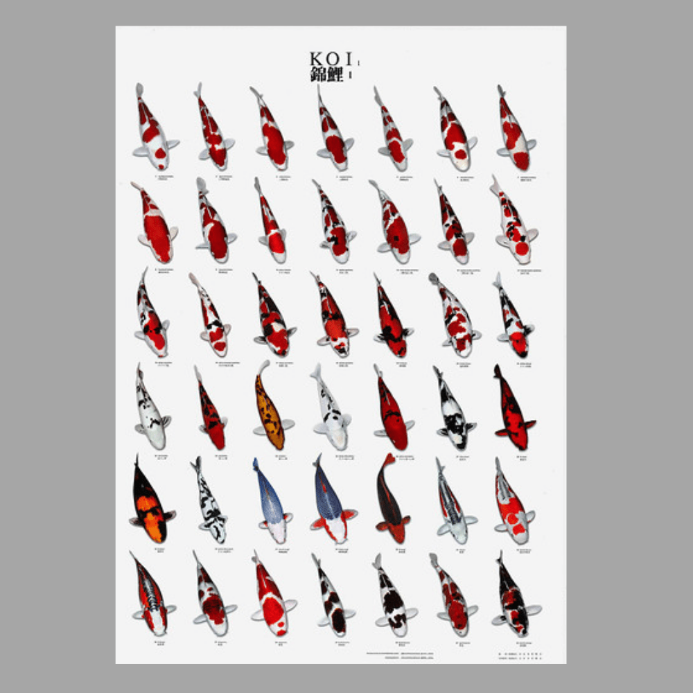 Koi Poster Number 1 Laminated - Perfect Aquatics Ltd