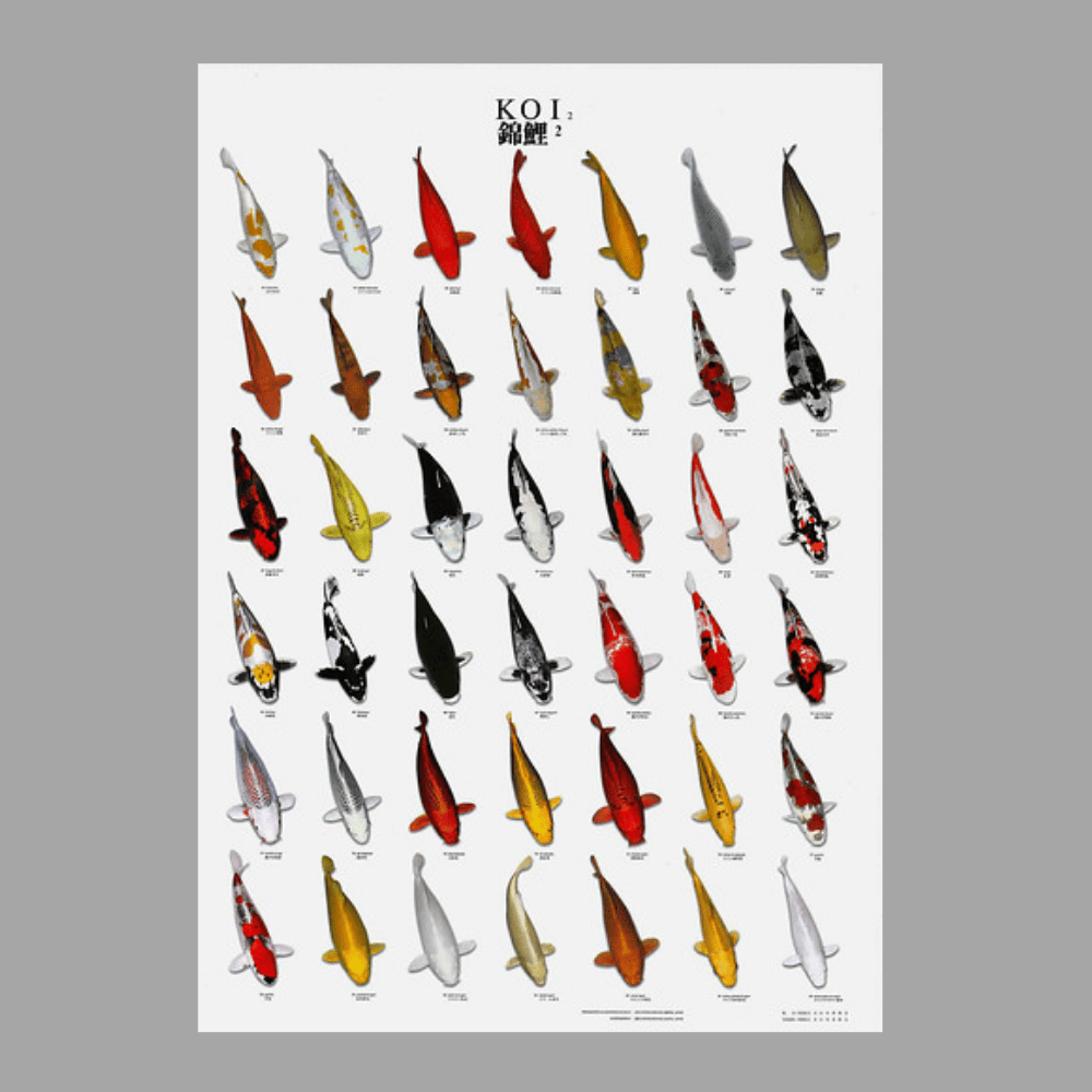 Koi Poster Number 2 Laminated - Perfect Aquatics Ltd