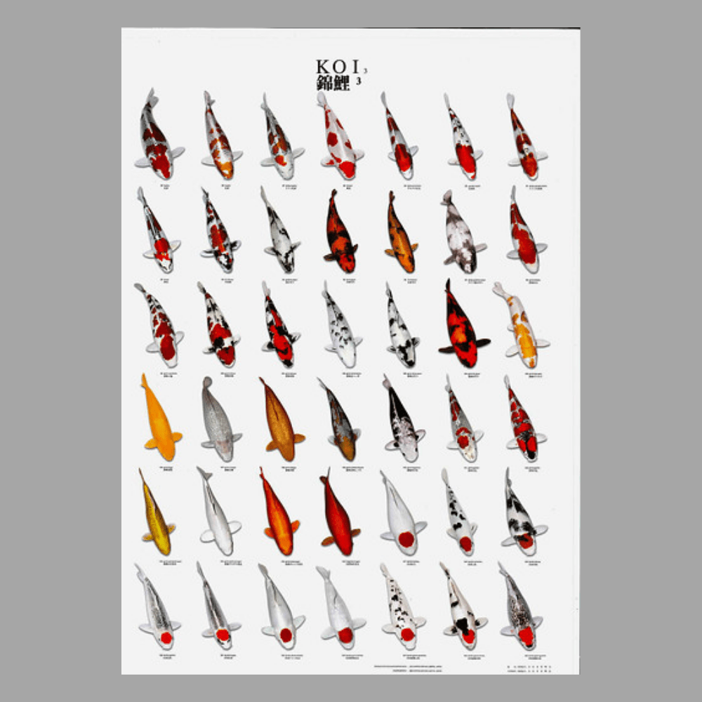 Koi Poster Number 3 Laminated - Perfect Aquatics Ltd