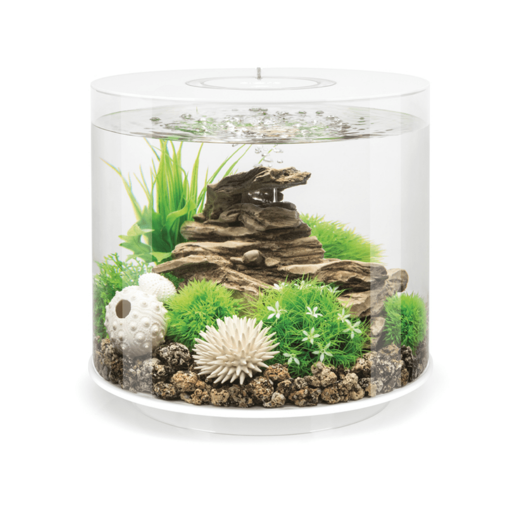 Biorb tube 30 online